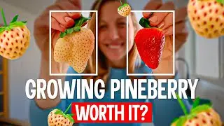 PINEBERRIES: A Steal at $1.50?