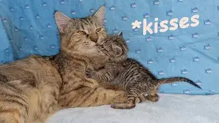 Kitty Kisses and Love