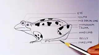 frog diagram | frog drawing | how to draw a well labelled diagram of frog | how to draw a frog