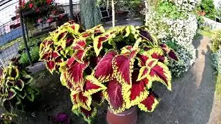 Coleus   kopřiva