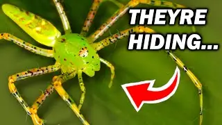 These HUGE Green Spiders Are Hiding in Your YARD? - The Green Lynx Spider (ft. @2WildBoys)