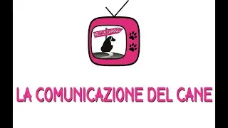 La comunicazione del cane - Camilla - Petit Bleu De Gascogne