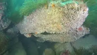 2022 08 12 Vidéo (native) PLONGEE Basse Chrétienne SAINT MALO