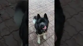 happy Akita 🐾