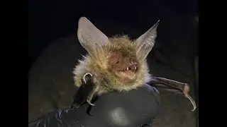 Bechstein's Bat Release