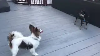 Papillon dog teasing angry chihuahua