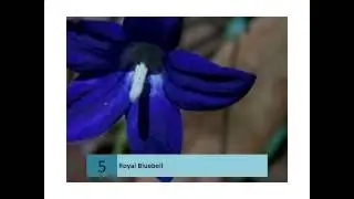 Royal Bluebell  Canberra's Floral Emblem