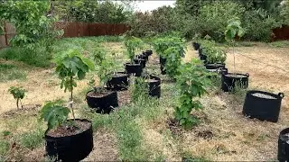 In-ground Fig Trees Update - Zone 10