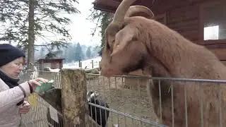 Wildfreigehege Weisshauswald Trier