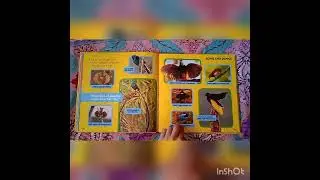 First Big book Of Birds National Geographic Book Preview
