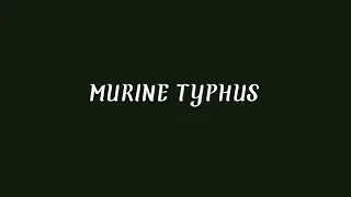 MURINE TYPHUS | CHN-1