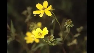 Garden Answer: 227 Species in Genus Bidens