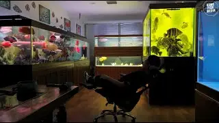 Incredible of Aquarium Setup: Betta Fish, Goldfish, Tropical and Koi Fish Care Tips #112