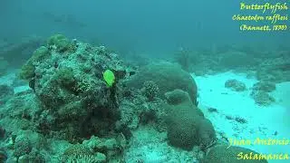 Butterflyfish Chaetodon rafflesi Latticed butterflyfish   Palau EDITADO