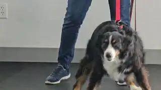 Do you struggle with a reactive dog?