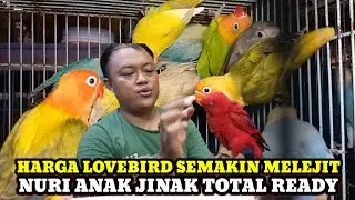UPDATE HARGA LOVEBIRD DAN BURUNG PARUH BENGKOK HARI INI DIKIOS KANG YANTO PASAR BURUNG PRAMUKA