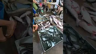 Amazing Lively Fish - Massive Fish Distribution Site & Popular Fish Wholesale Market
