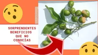 Mamoncillo mam&oacute;n😋