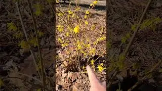 Crabgrass Pre Emergent Secret Tip