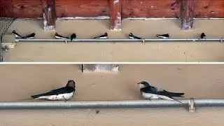 Barn Swallow Calls | Bird Songs and Sounds