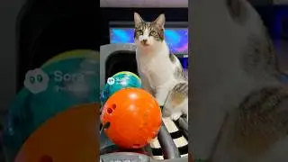 #2472 Создание ИИ: Посмотрите, как этот кот играет в боулинг, выиграв идеальную партию!