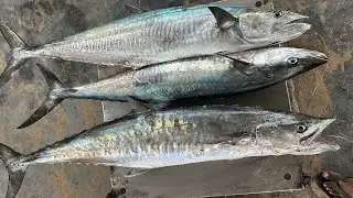 Parthiban Fish Cutting kingfish வஞ்சிரம் மீன் cutting video 🎣🎣🎣￼￼￼