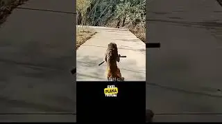 Adorable Little Monkey Enjoys a Fun Bicycle Ride! #funnyvideo #animalfails #exei_plaka #monkey