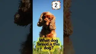 Guess the dog breed part 10 #dog #dogs #dogbreed #dogbreeds #dogquiz