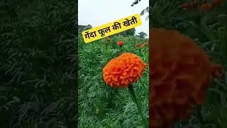 Sagar seeds genda phool ki khetikesekare #shorts #viralvideo