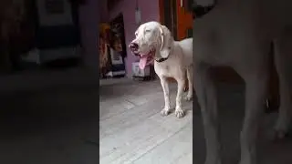 TAFFI NEW VIDEO COOL VIDEO ATT VIDEO DOG VIDEO ENGLISH POINTER DOG BREED NAME TAFFI DANGEROUS DOG