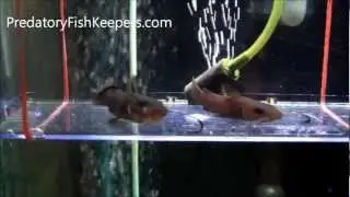 Phyllonemus typus holding eggs caught on tape Predatory Catfish Forum