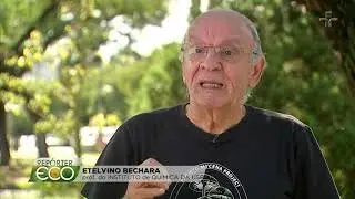 Espécies de vaga-lume correm risco de extinção devido a ação humana