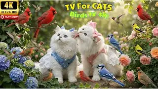 Bird TV for Cats 🐦 A Calm Garden of Birds for Cats | 4K UHD