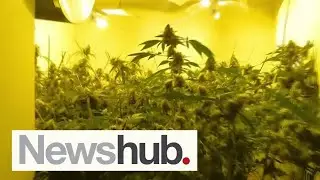 Major migrant-run drug operation busted in Auckland, up to $25m cannabis seized | Newshub