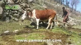 Farmers in kalam swat uses old methods in farming - zamaswat.com Report by HM Kalami