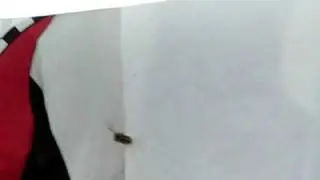 Wasp in flight - slow motion 210fps