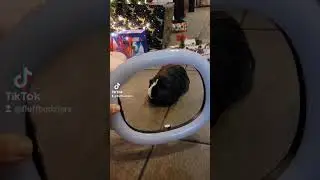 #infinity challenge x #guineapig #fyp #fypシ #reels #pig #piggy