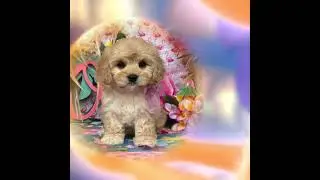 Inside Out Magic: Cavachon Puppy Reacts to Movie Fun #insideout #cavachon #cute