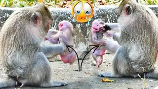 Oh, Angry... Old MaMa EMILA k-i-c-ks baby monkey EMOLY to b-it-e & b-ea-t fu-ri-ou-sly to cry loudly