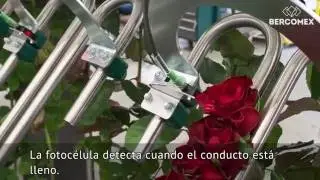 La nueva RoseMatic de Bercomex: el sistema de procesamiento de rosas