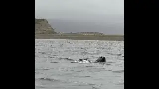 Harbor Seals on Drakes Bay July 4, 2018