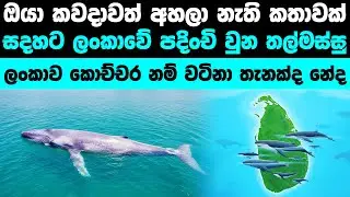 ලංකාවේ සදහටම පදිංචි වෙච්ච නිල් තල්මස් රංචුව | The Resident Blue Whales of Sri Lanka