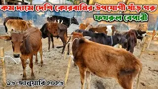 795- কম দা'মে দেশি কোরবানি উপযোগী ষাঁড় গরু  | ১৬  জানুয়ারি ২০২৬ | নগর বাংলা টিভি