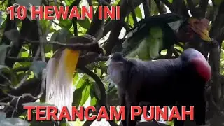HEWAN YANG DIANGGAP PUNAH DI DUNIA