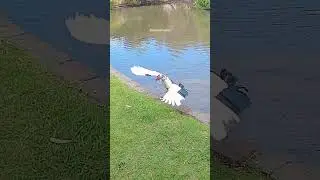 Duck flapping its wings at park lake #nature #wildlife #duck #bird #lake #park #flap #wings HA31492