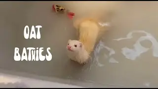 How I Bathe My Ferrets (*hint* you don't need to)
