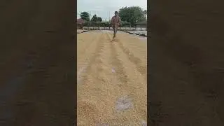 drying rice shortvideo how to drying rice solar sestym #satisfying #shortvideo #viral #trending