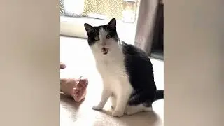 When animals try to be smart    but it doesn't work out