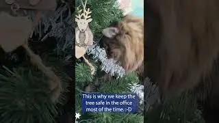 Your tree is under construction - Roy #norwegianforestcat #royandmoss