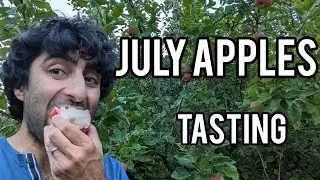 Apple tasting at Keepers Nursery in late July. The start of apple season.
